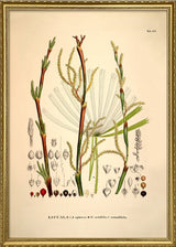 Licuala Spinosa Acutifida Rotundifolia