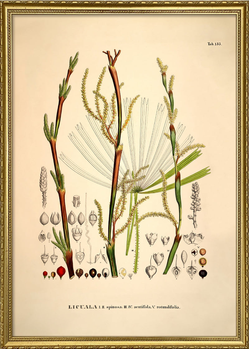 Licuala Spinosa Acutifida Rotundifolia