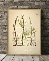 Licuala Spinosa Acutifida Rotundifolia