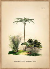 Astrocaryum Acaule Oenocarpus Bataua