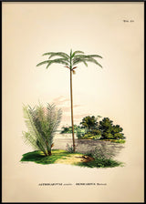 Astrocaryum Acaule Oenocarpus Bataua