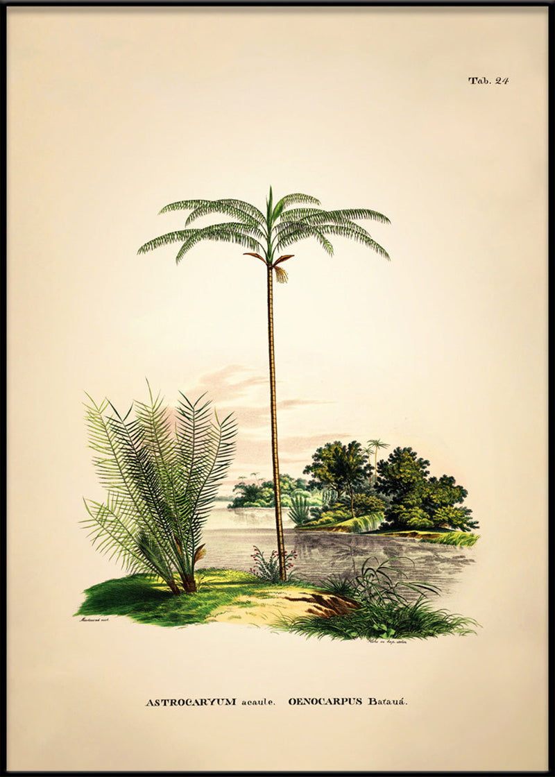 Astrocaryum Acaule Oenocarpus Bataua