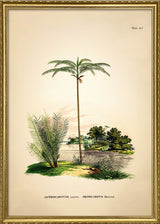 Astrocaryum Acaule Oenocarpus Bataua