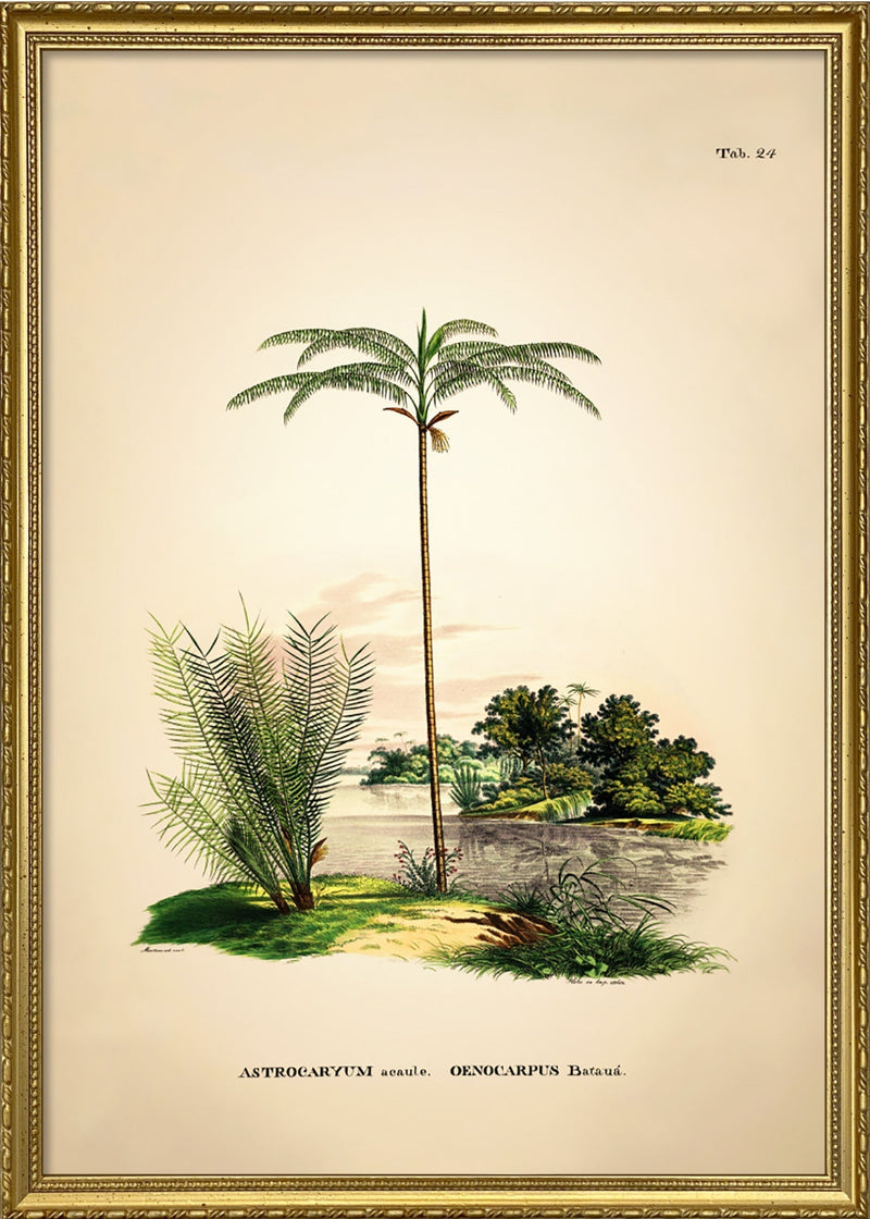 Astrocaryum Acaule Oenocarpus Bataua