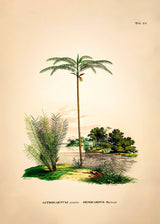 Astrocaryum Acaule Oenocarpus Bataua