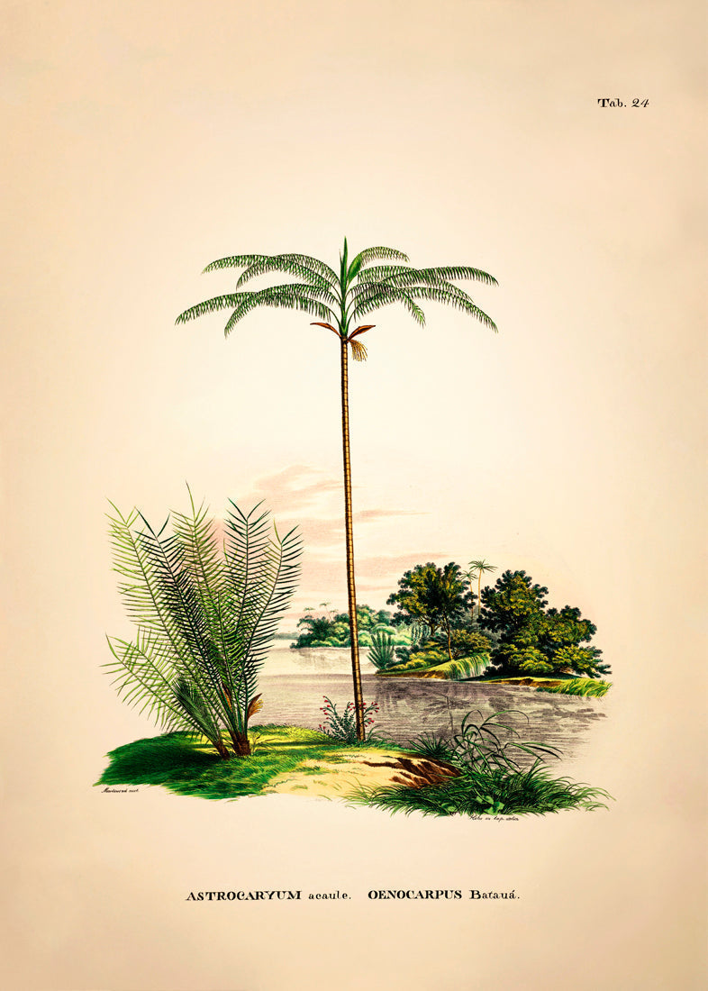 Astrocaryum Acaule Oenocarpus Bataua
