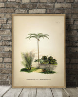 Astrocaryum Acaule Oenocarpus Bataua