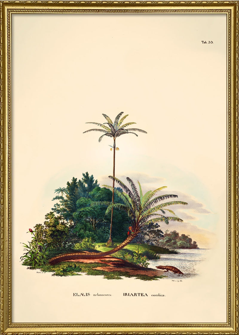 Elæis Melanoeocca Irlartea Exorrhiza