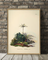 Elæis Melanoeocca Irlartea Exorrhiza