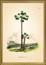 Mauritia Vinifera