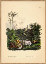 Astrocaryum Lauari Leopoldinia