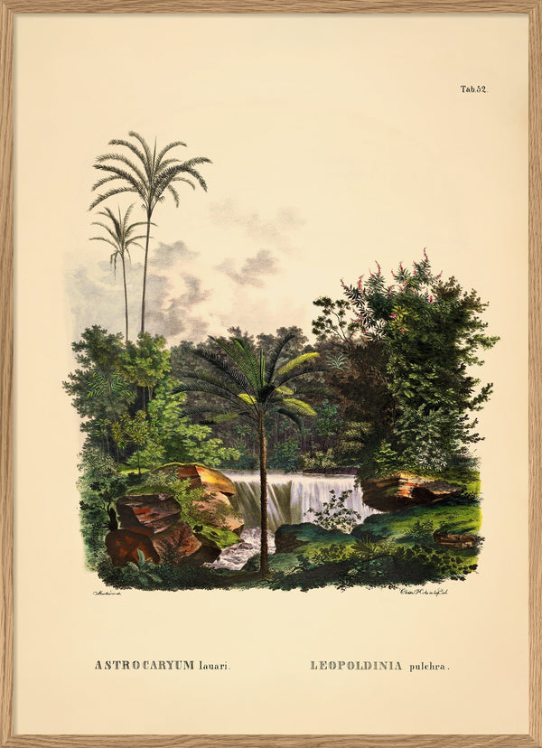 Astrocaryum Lauari Leopoldinia