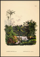 Astrocaryum Lauari Leopoldinia