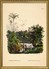 Astrocaryum Lauari Leopoldinia