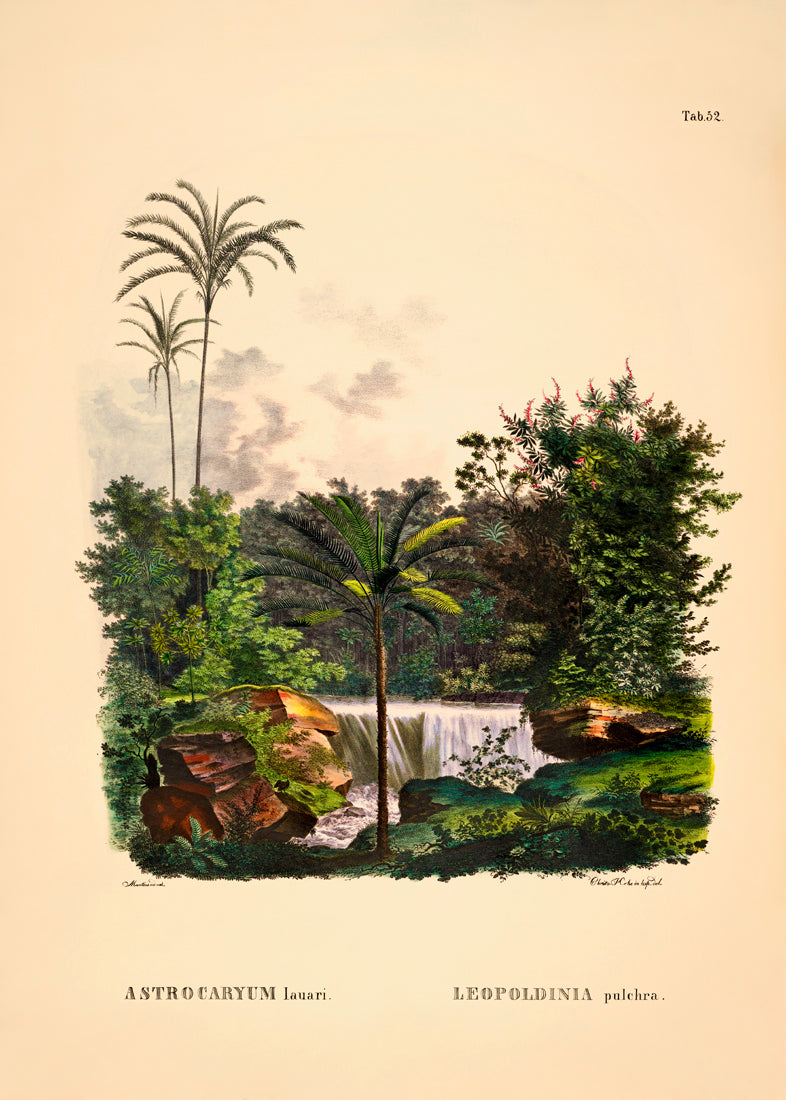 Astrocaryum Lauari Leopoldinia