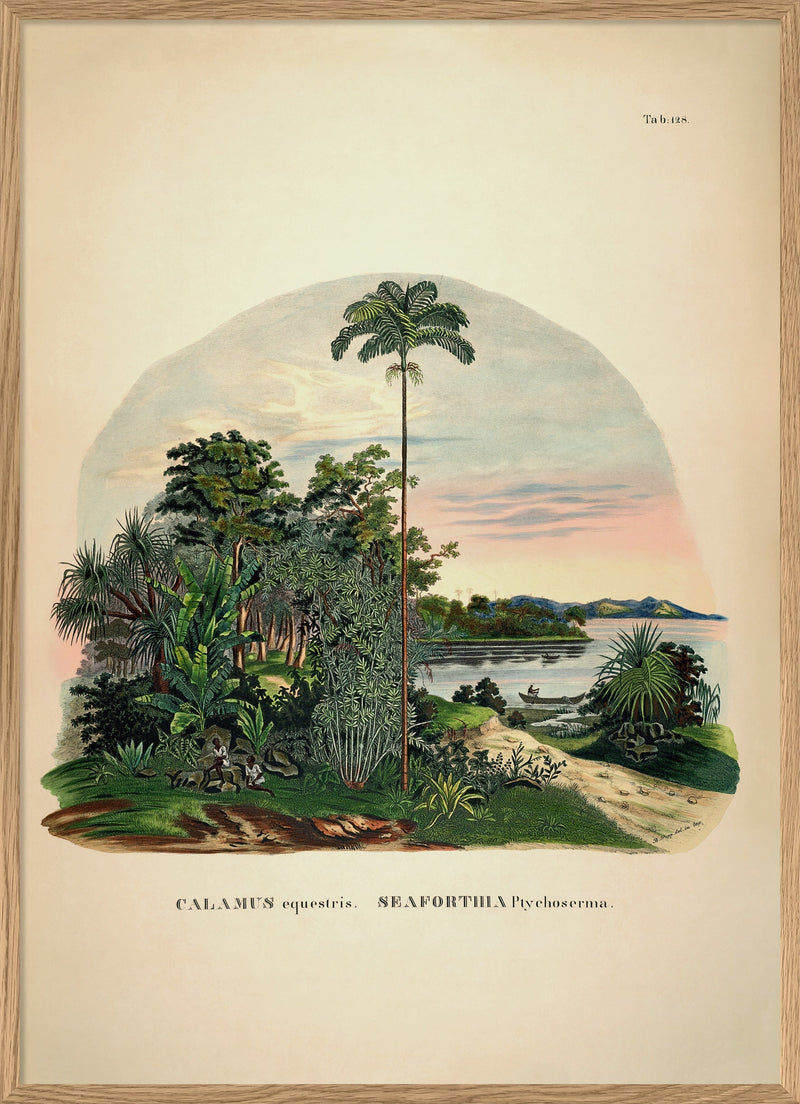 Calamus Equestris Seaforthia