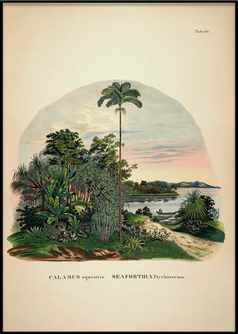 Calamus Equestris Seaforthia