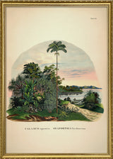 Calamus Equestris Seaforthia