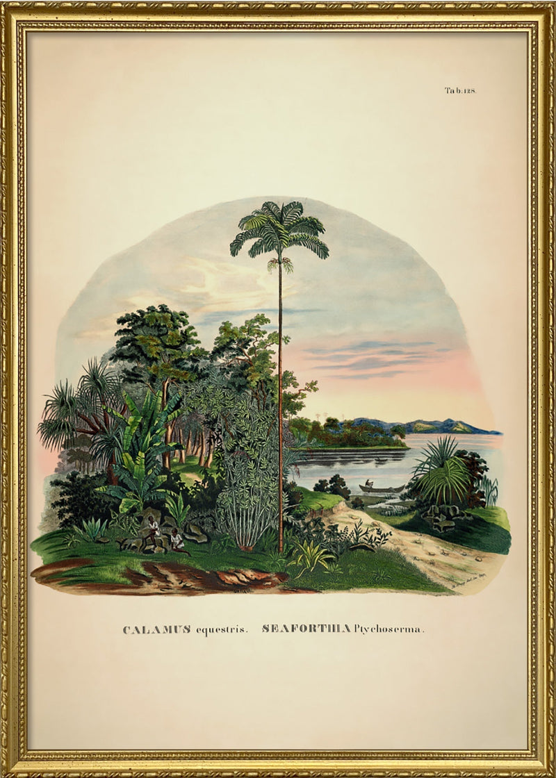 Calamus Equestris Seaforthia