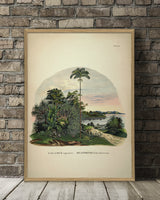 Calamus Equestris Seaforthia