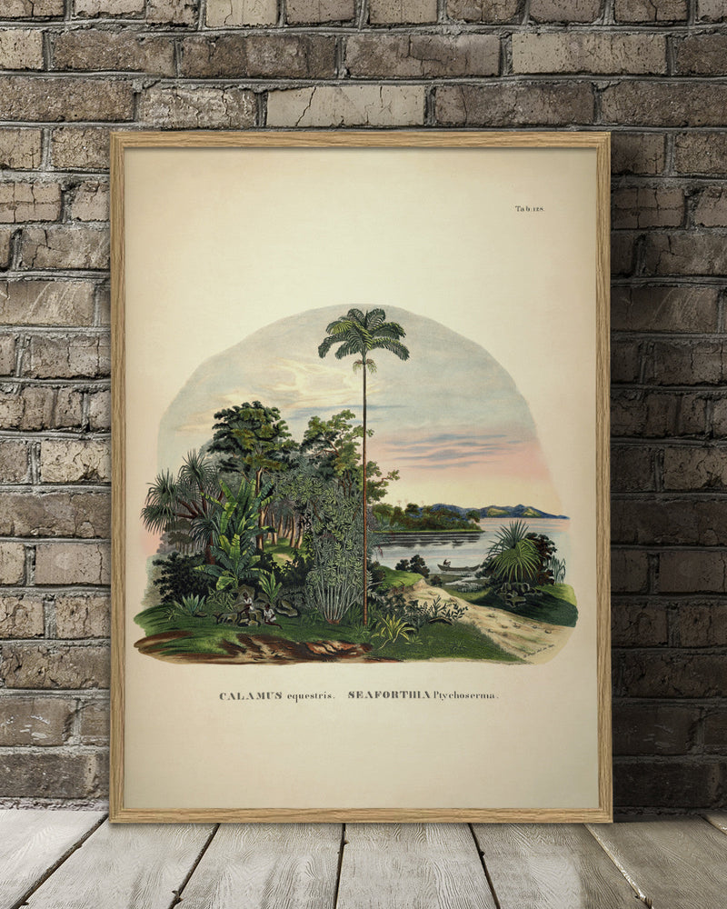 Calamus Equestris Seaforthia