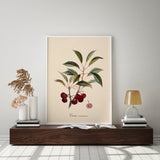 Cerise à Courte Queue