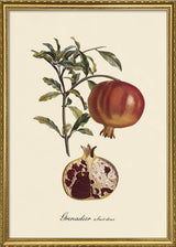 Grenadier à Fruit Doux