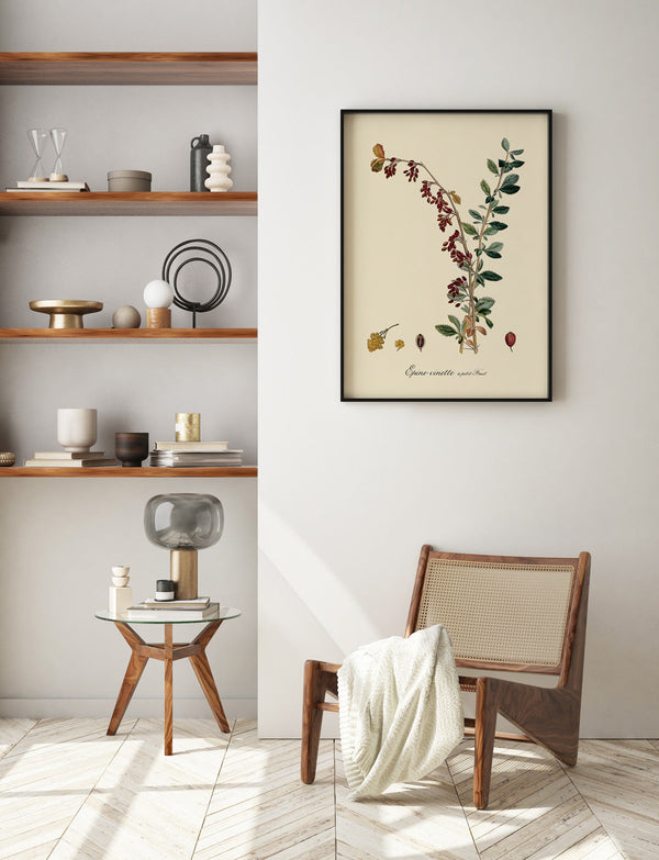 Epine-Vinette à Petit Fruit