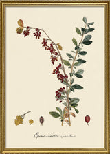 Epine-Vinette à Petit Fruit