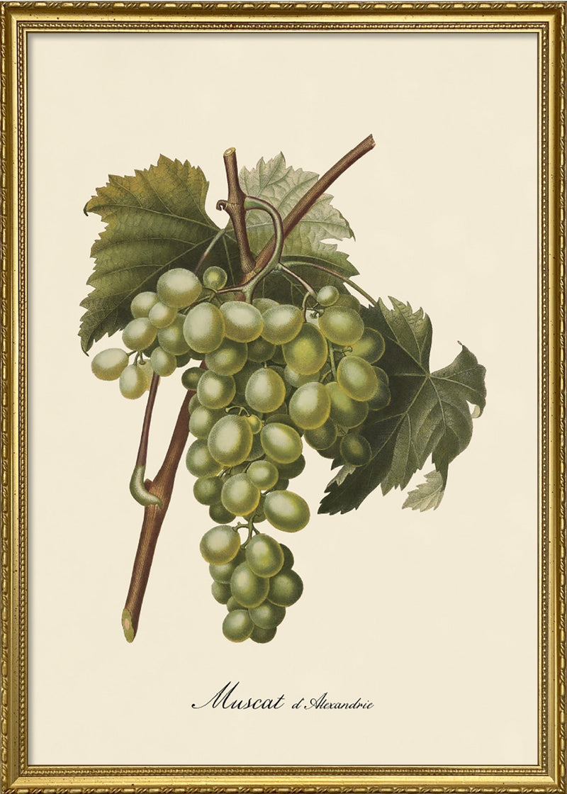 Muscat d'Alexandrie