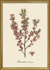 Amandier de la Georgie