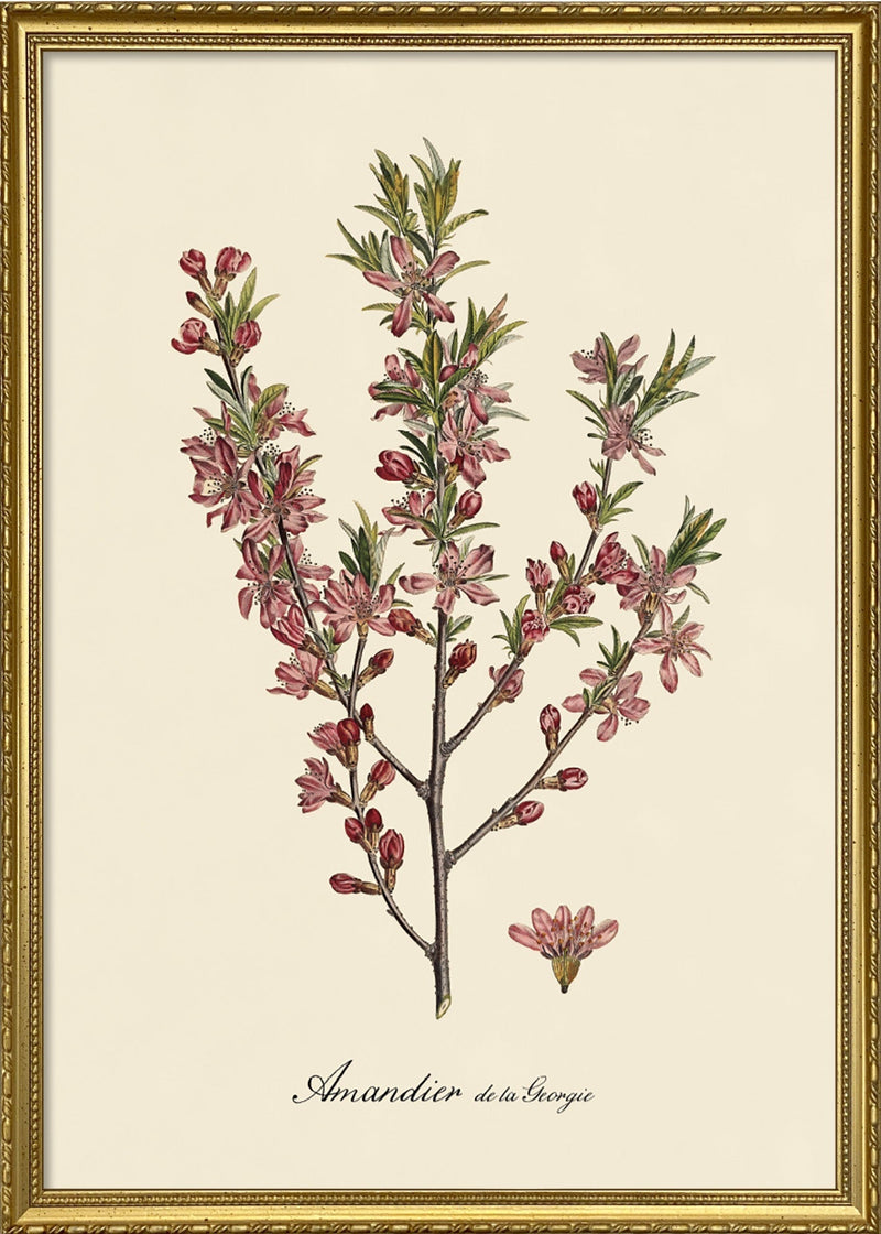 Amandier de la Georgie