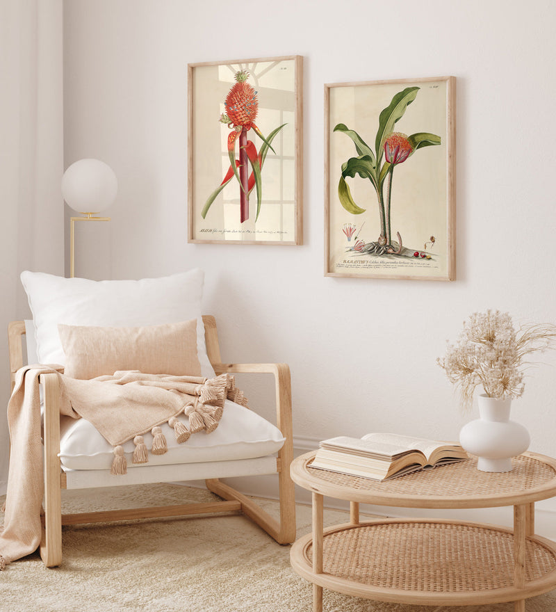 Ananas Folio Vix Ferrato