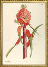 Ananas Folio Vix Ferrato