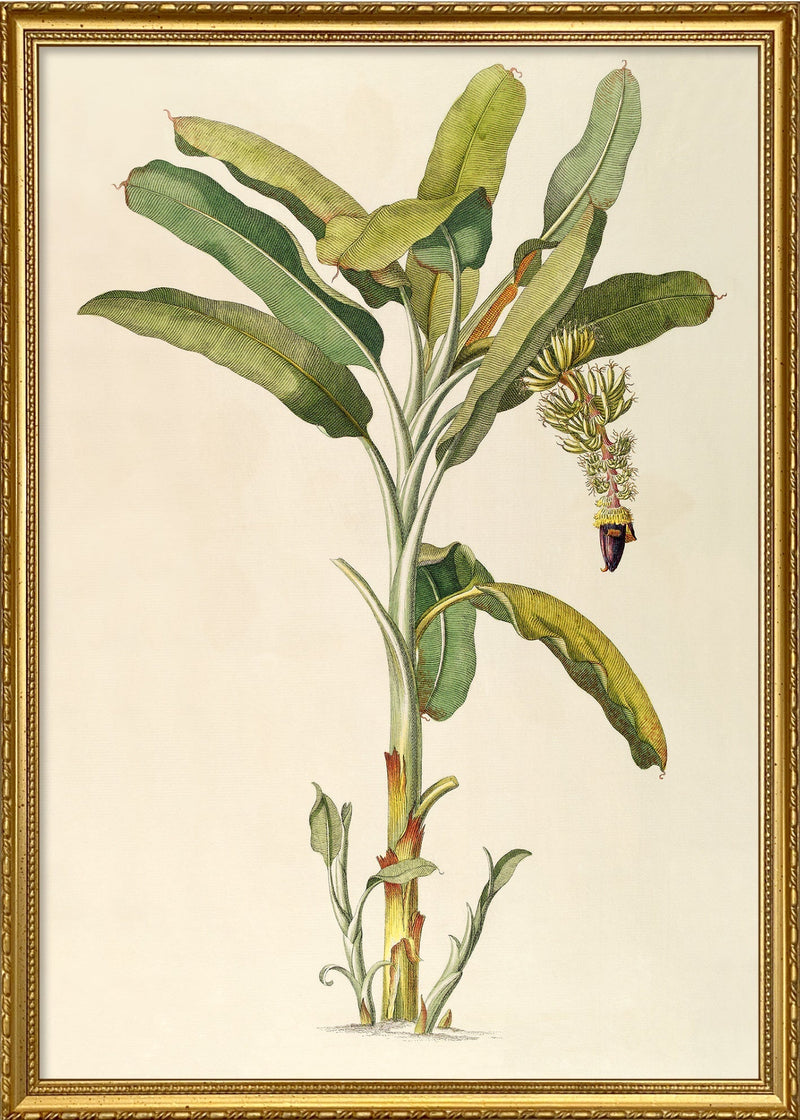 Musa Caudice Viridi, Fructu Longiore Falcato Angulofo