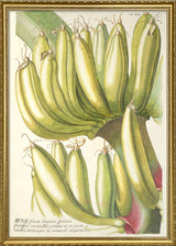 Musæ Frucutu Longiori Spadicis Fructiferi Verticillus