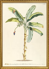 Musa Caudice Maculato