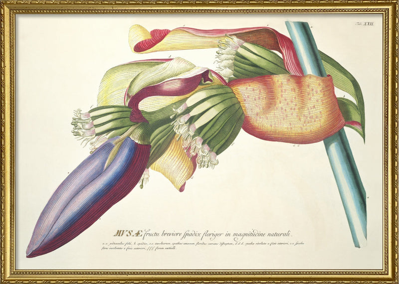 Musæ Fructu Breviore