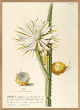 Cereus I.