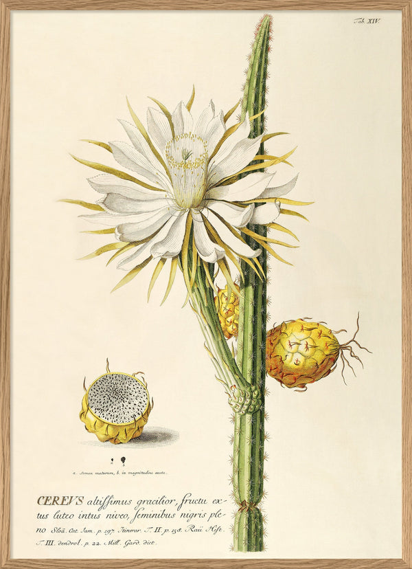 Cereus I.
