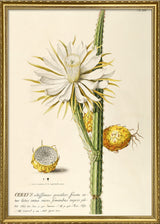 Cereus I.