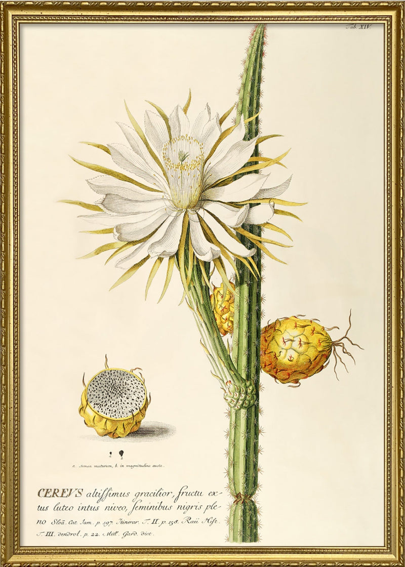 Cereus I.