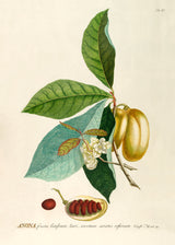 Anona Fructu Lutefcente