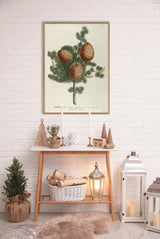 Cedrus - Outlet