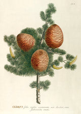 Cedrus - Outlet