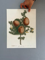 Cedrus - Outlet