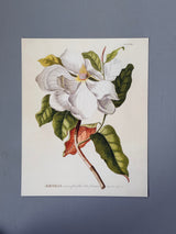 Magnolia - Outlet