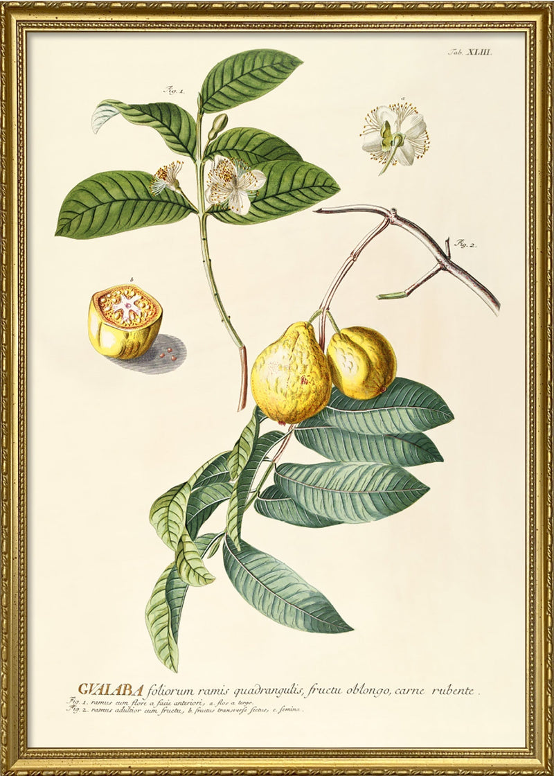 Gvaiaba Foliorum Ramis Quadrangulis