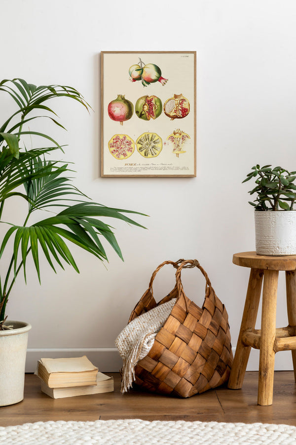 Punicæ Poma seu Punica Mala