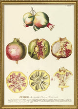 Punicæ Poma seu Punica Mala